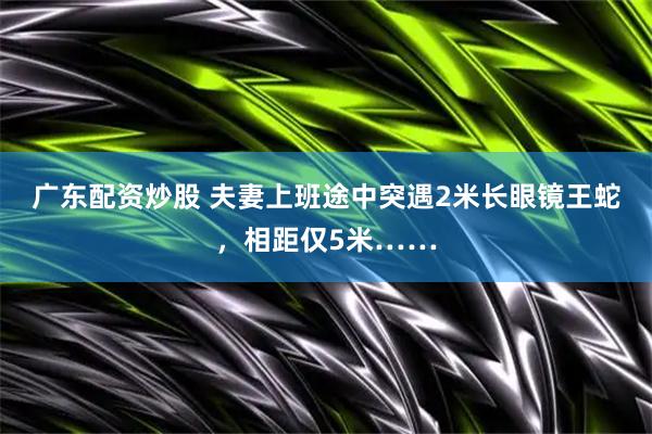 广东配资炒股 夫妻上班途中突遇2米长眼镜王蛇，相距仅5米……